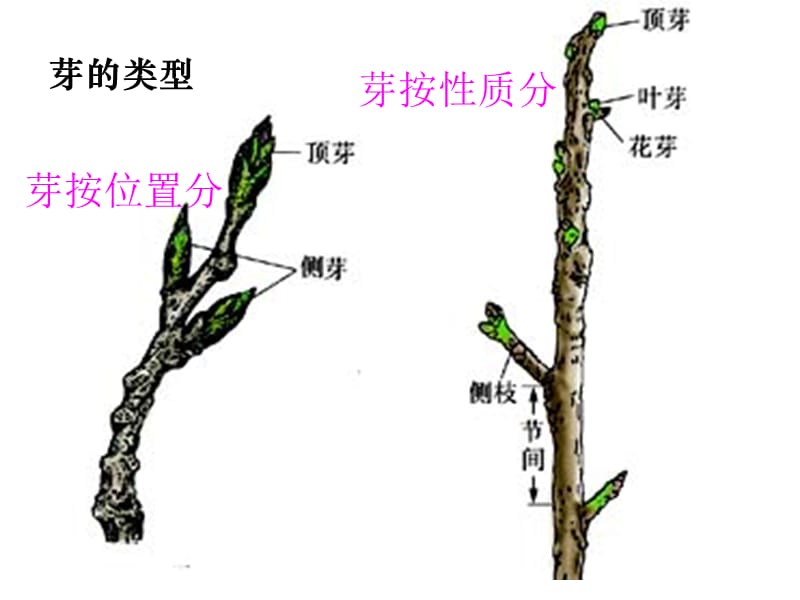 绿色植物的营养器官(第2课时).ppt_第3页