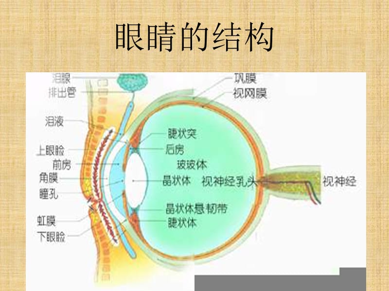 青少年用眼健康知识讲座;.ppt_第3页