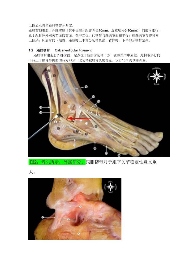 踝关节韧带解剖;.docx_第2页