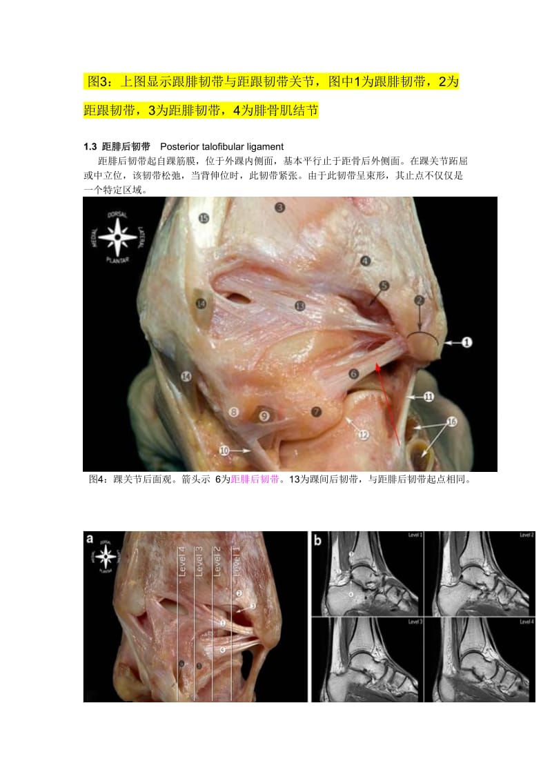 踝关节韧带解剖;.docx_第3页