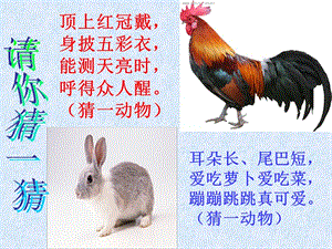 鸡兔同笼PPT课件;.ppt