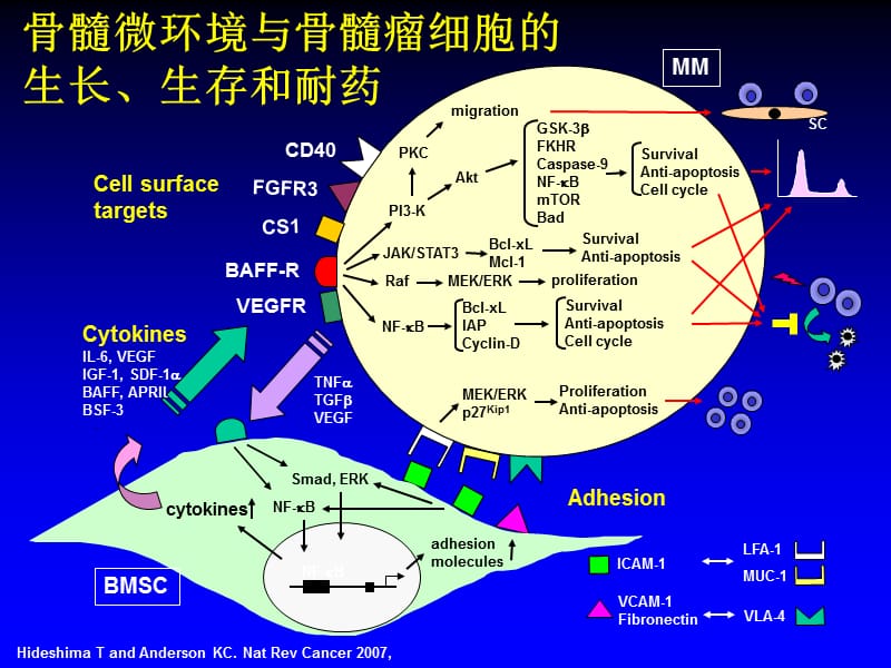 侯健-多发性骨髓瘤的转化医学研究;.ppt_第3页