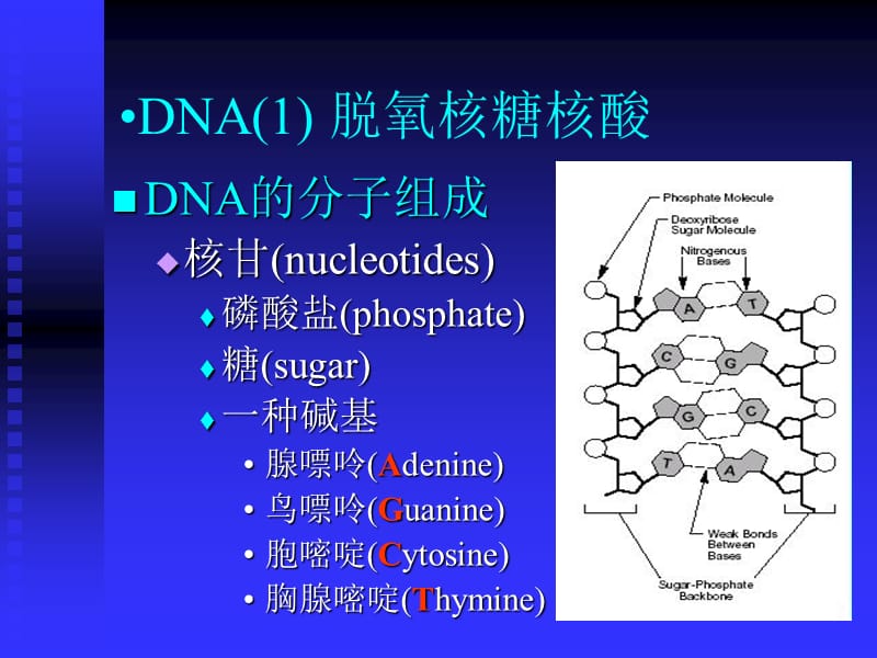 生物序列联配中的算法;.ppt_第3页