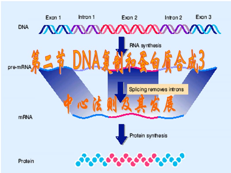 高中生物中心法则;.ppt_第1页