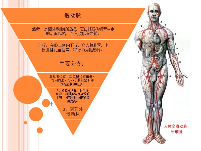 股动脉解剖;.ppt_第2页