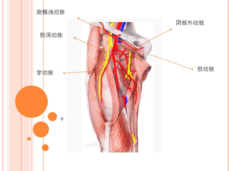 股动脉解剖;.ppt_第3页