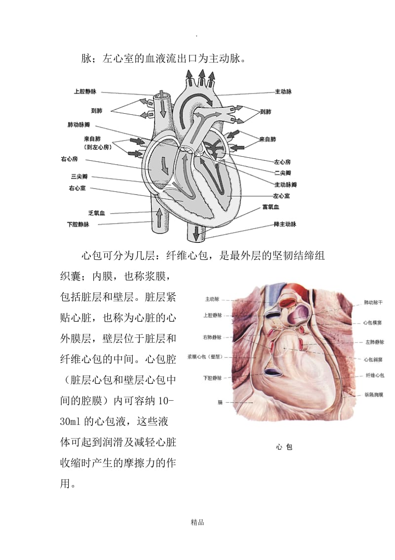 心脏的解剖结构及生理(含彩图).doc_第3页