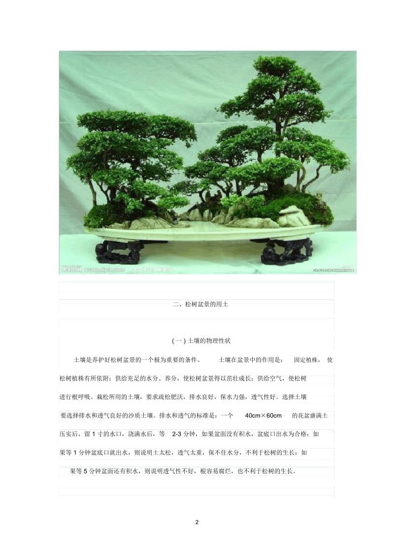 松树盆景的养护管理要点.docx_第2页