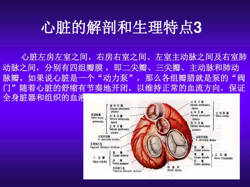 心脏的解剖和生理特点概述.pdf_第3页