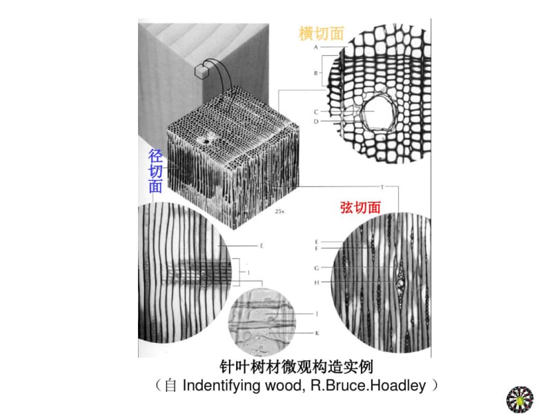 第四章木材的微观构造-针叶树材资料.pdf_第3页