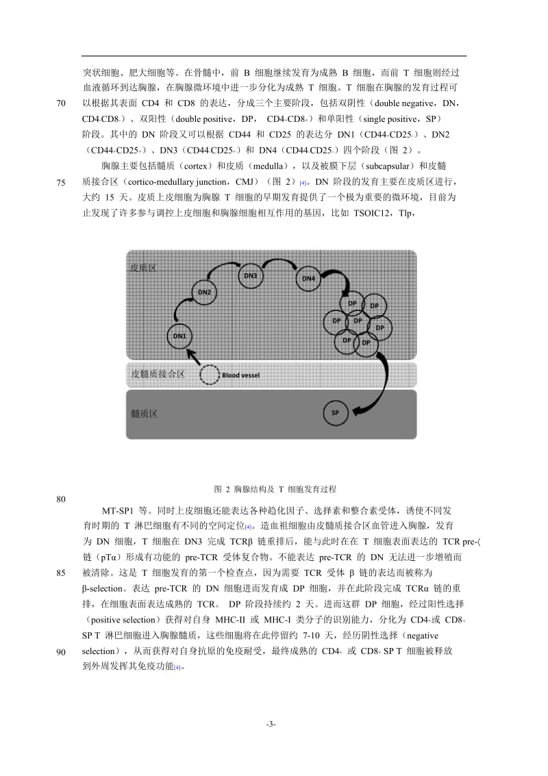 TCR信号传导与T细胞的阳性选择和阴性选择.doc_第3页