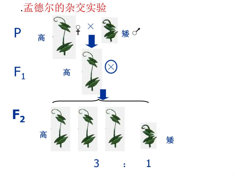 F1雌雄交配摩尔根的果蝇杂交实验红眼(雌、雄).pdf_第2页