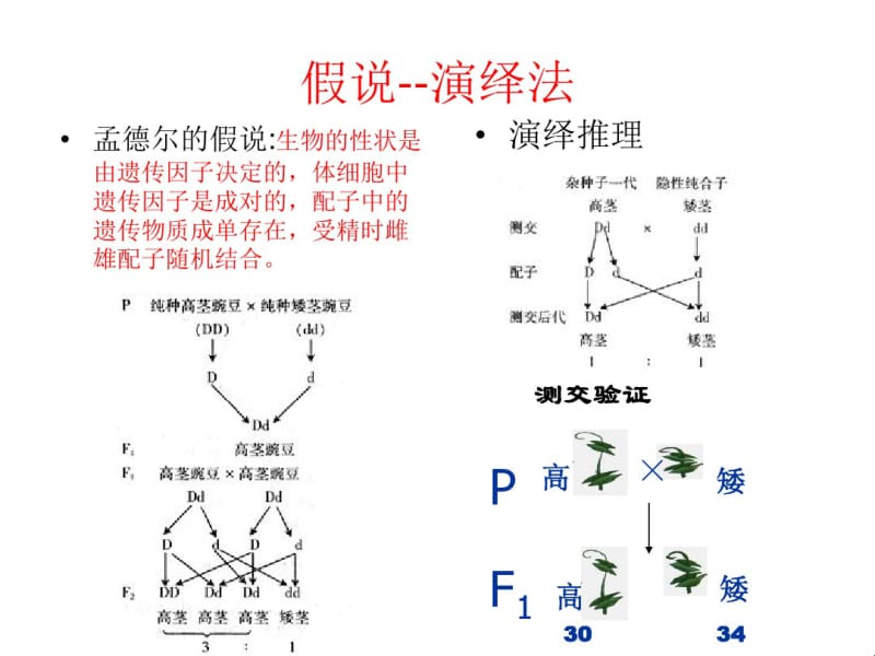 F1雌雄交配摩尔根的果蝇杂交实验红眼(雌、雄).pdf_第3页