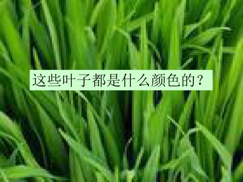 青岛版小学科学四年级上《植物的叶》二.pdf_第2页