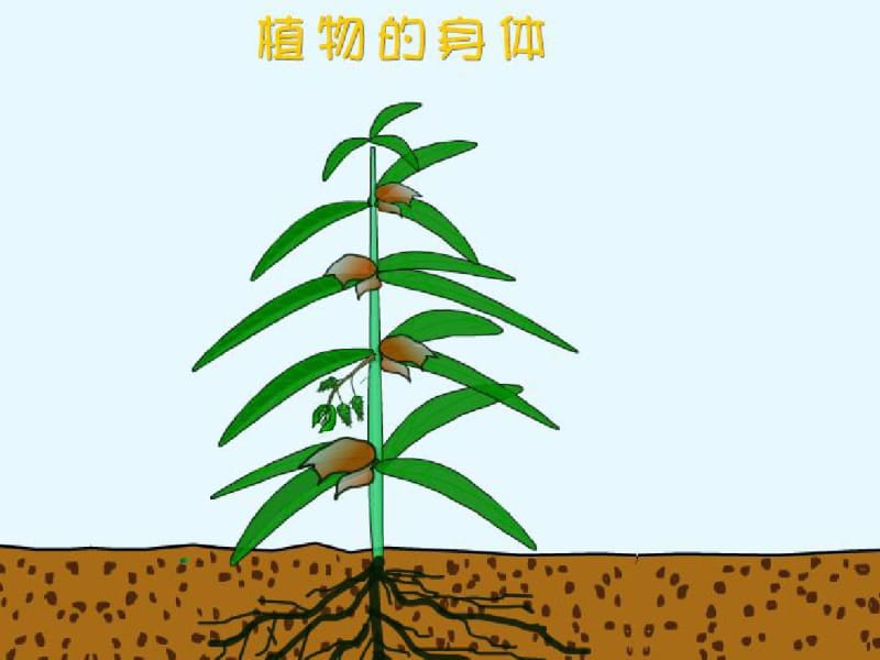 青岛版小学科学四年级上册《植物的身体》课件1.pdf_第2页