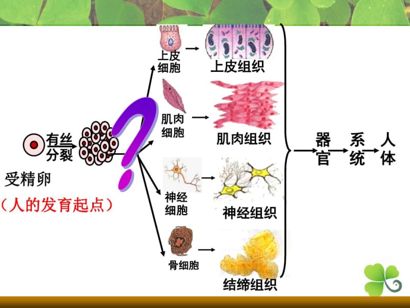 人教版高中生物必修一第6章第2节细胞分化ppt..pdf_第2页