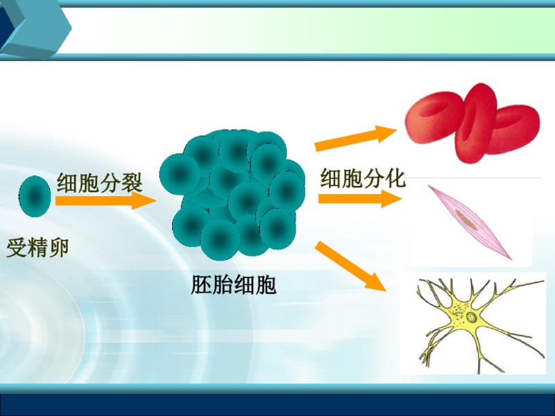 人教版高中生物必修一第6章第2节细胞的分化课件.pdf_第1页