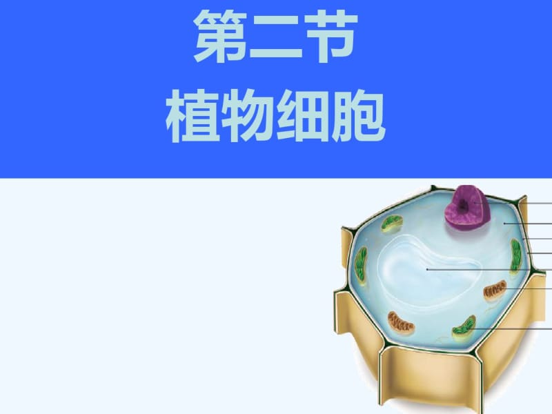 生物人教版七年级上册植物细胞课件.pdf_第1页