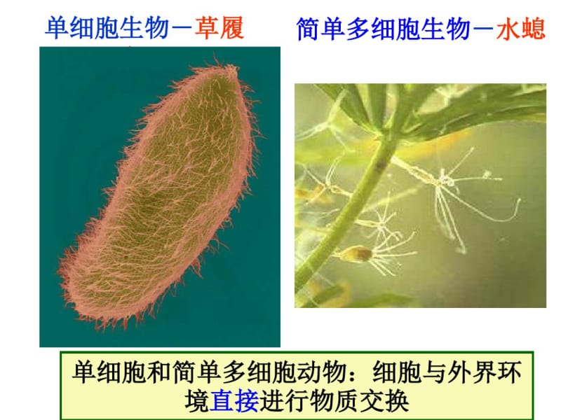 1.人体内环境和稳态.pdf_第2页