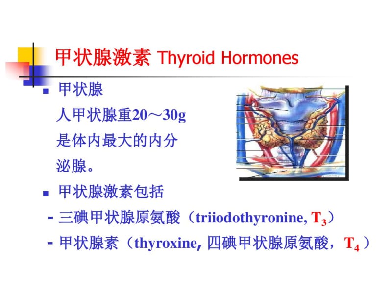 甲状腺激素及抗甲状腺药PPT课件.pdf_第2页