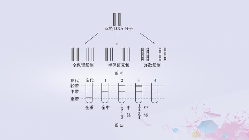 2019版高考生物总复习遗传的分子基础第6讲遗传信息的传递和表达课件.pdf_第3页