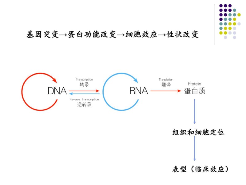 基因突变的细胞分子生物学效应.ppt资料.pdf_第2页