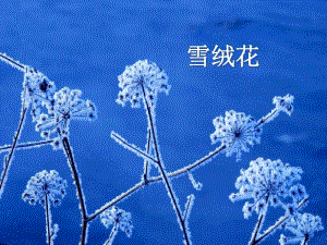 人音版八年级音乐上册《雪绒花》课件ppt.pdf