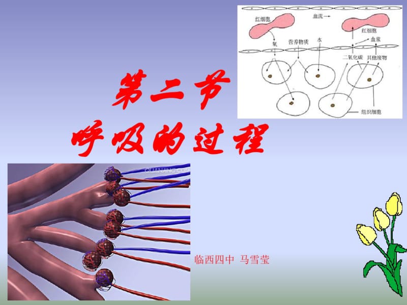 2018冀少版生物七年级下册3.1《呼吸》课件(共29张).pdf_第1页