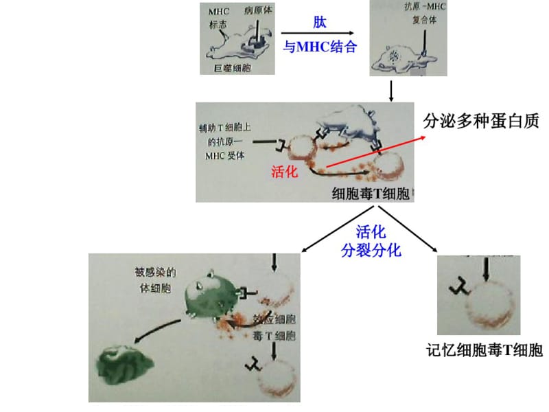 CJ32特异性免疫过程.pdf_第2页