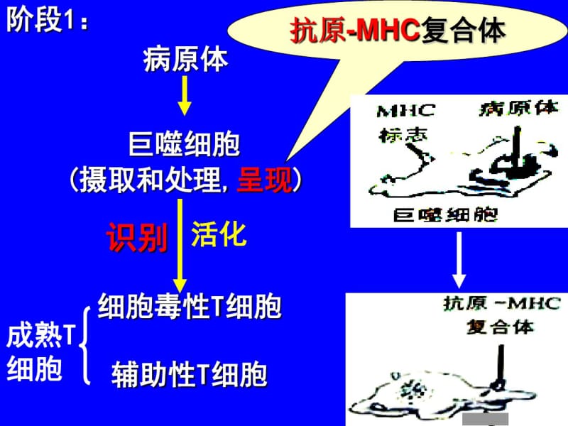 CJ32特异性免疫过程.pdf_第3页