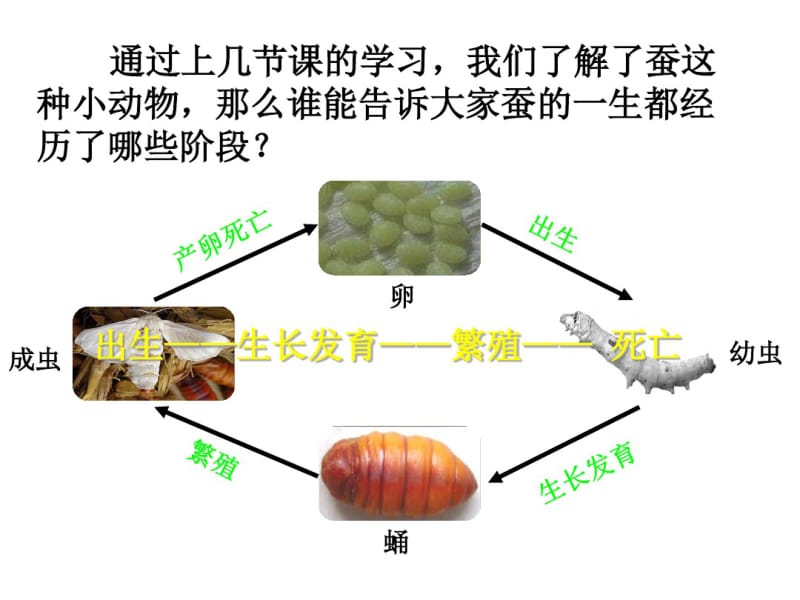 三年级下册科学课件-其他动物的生命周期∣教科版(共12张).pdf_第2页