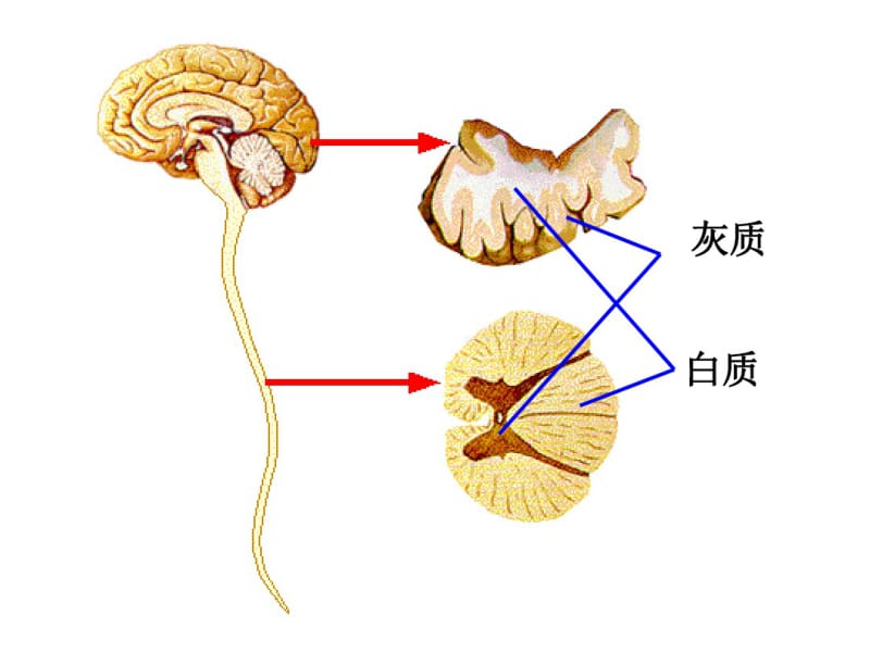 人教版七年级生物下册第6章第2节神经系统的组成(共43张).pdf_第2页