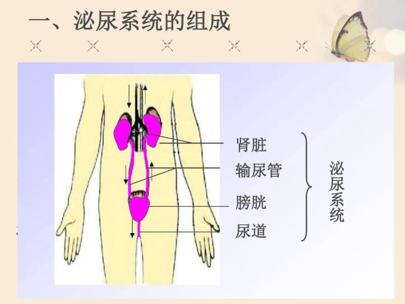 人教版七年级生物下册尿的形成(微课课件)(共16张).pdf_第3页