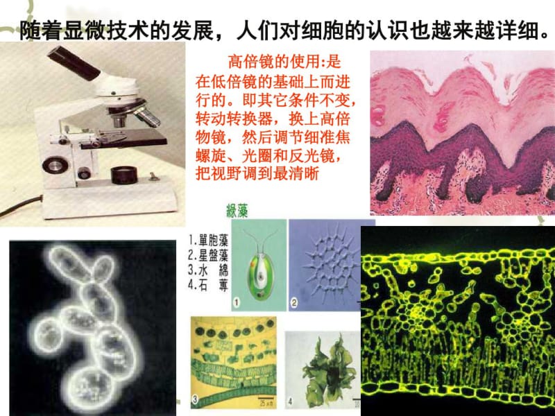 人教版高中生物必修一1.2细胞的多样性和统一性课件(共25张).pdf_第3页