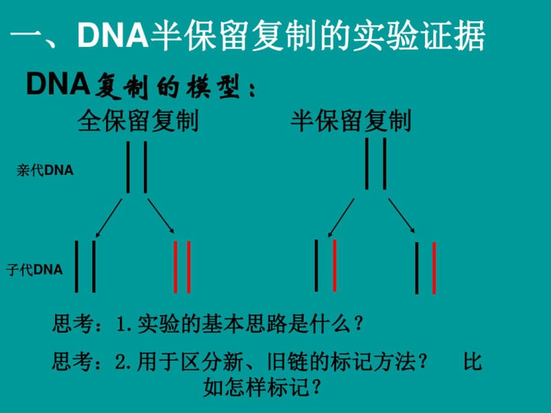 人教版高中生物必修2第三章第3节DNA的复制(共16张).pdf_第3页