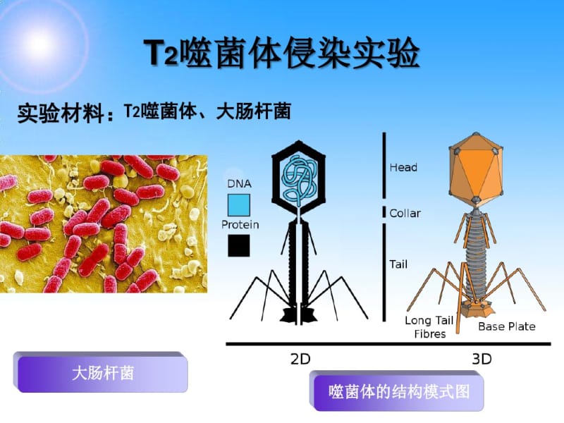 T2噬菌体侵染实验.pdf_第3页