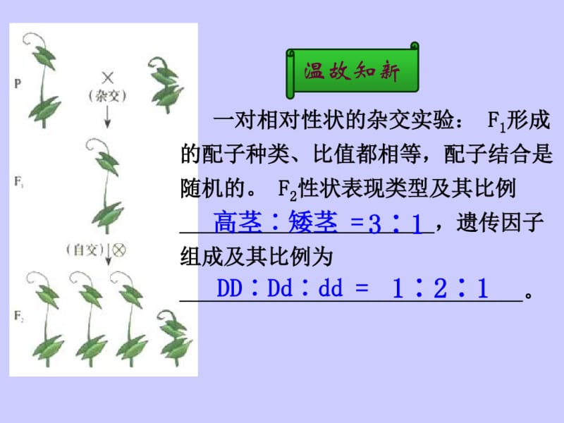 《孟德尔豌豆杂交实验(二)》课件.pdf_第2页