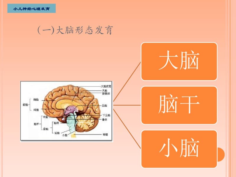 婴幼儿神经系统发育与检查方法.pdf_第3页