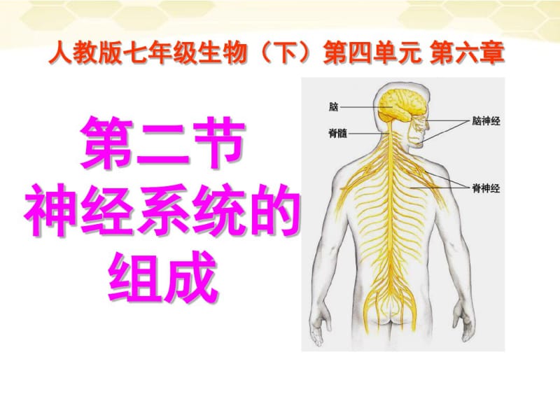 【优质文档】七年级生物下册神经系统的组成课件人教新课标版.pdf_第3页