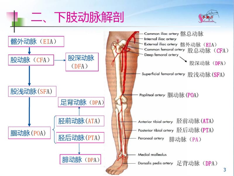 下肢血管的超声检查及正常声像图.pdf_第3页