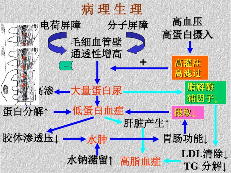 原发性肾病综合征的诊治.pdf_第3页