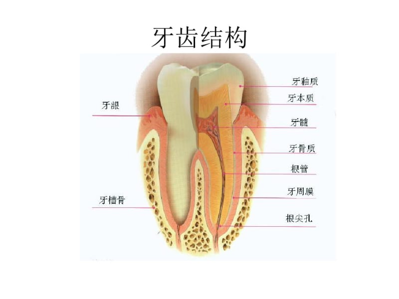 口腔内科病人的护理.pdf_第3页