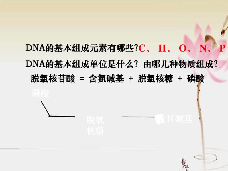 DNA分子结构课件.pdf_第3页