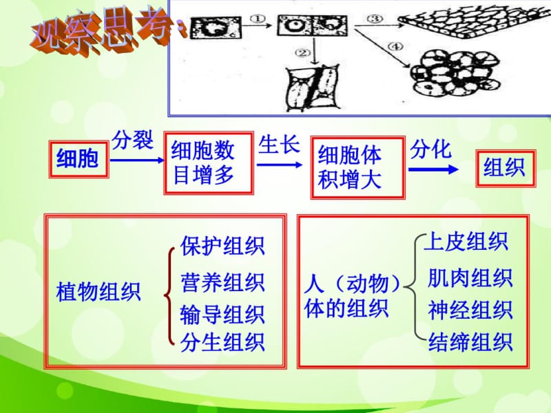 冀少儿2011课标版初中生物七年级上册第一单元第二章第三节多细胞生物体(共28张).pdf_第3页