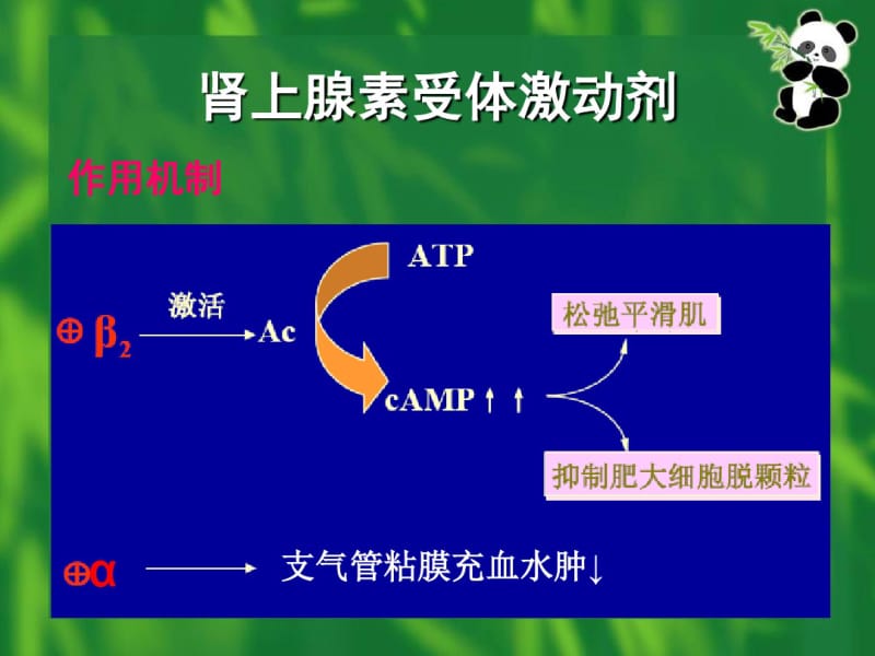 呼吸科常用药物.pdf_第3页