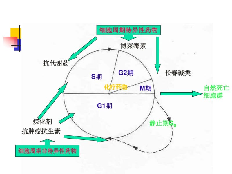 化疗药物使用顺序.pdf_第3页