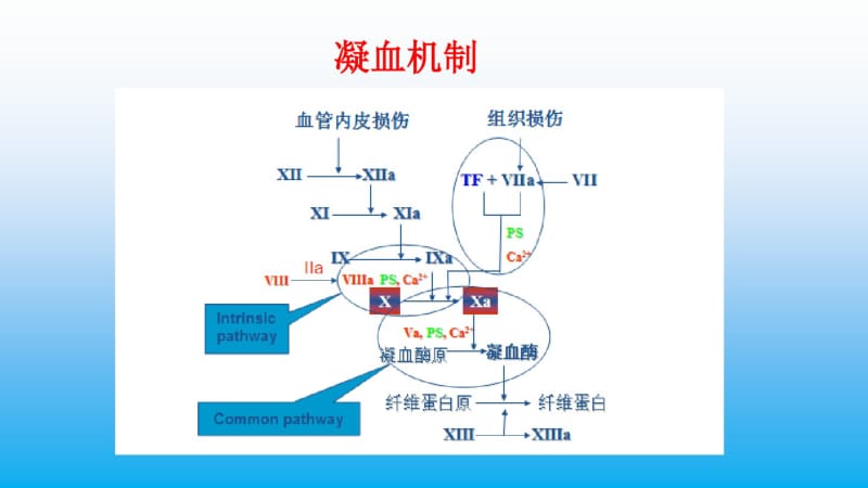 凝血四项.pdf_第3页