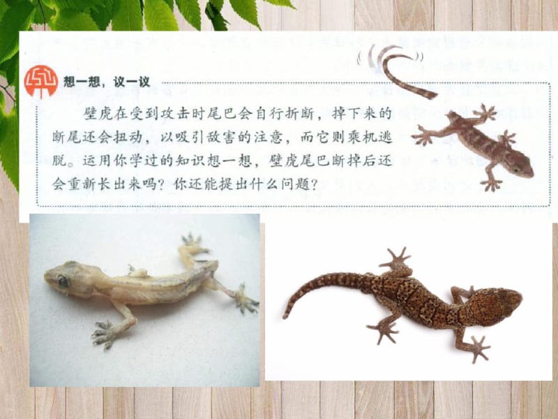 人教版七年级上册生物1.第一节细胞通过分裂产生新细胞.pdf_第2页