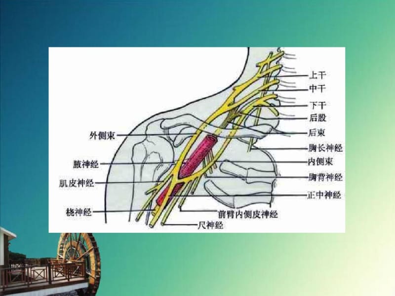 周围神经损伤的护理.pdf_第3页