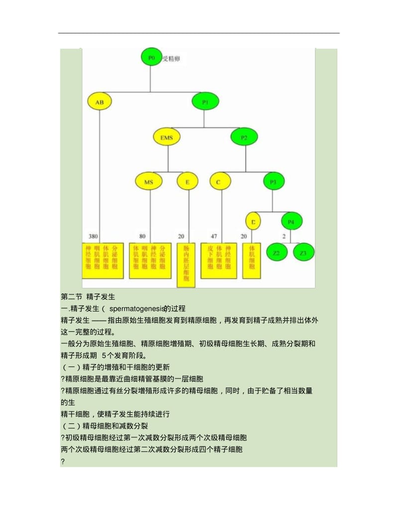 第1章生殖细胞发生..pdf_第3页